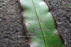 Pteris venusta subsp. venusta